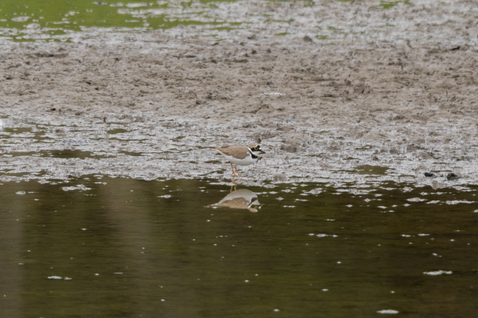 Little ringed plover Ian Henderson 2.jpg